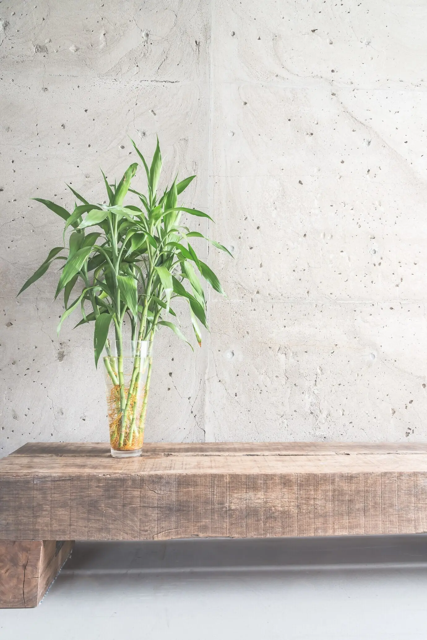 Pflanze in einer Vase als Dekoration in einem leeren Raum.